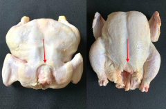 Figure 6b. Grade B carcass with processing cuts at neck and tip of the keel.