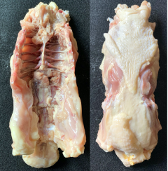 Figure 19. Back skin-side down (with vertebral ribs visible) and skin-side up.