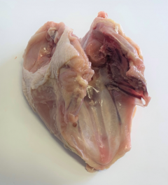 Figure 2. Breast with rib.