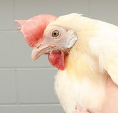 Head of a single comb white leghorn hen